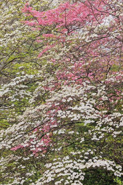 Jones, Adam 아티스트의 Pink and white flowering dogwood trees-Kentucky작품입니다.